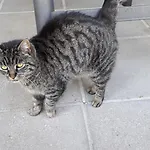 Διαμέρισμα Am Baalstein Traunkirchen