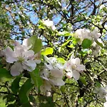 Am Baalstein * Traunkirchen