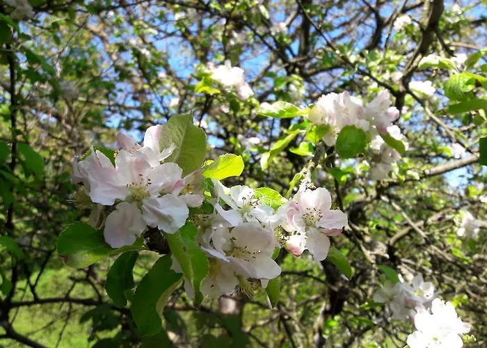 Am Baalstein * 트라운키르헨