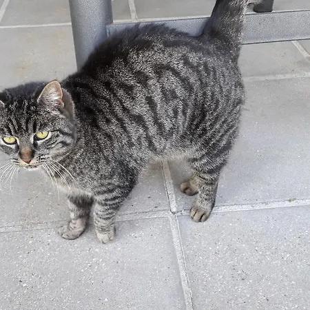 Διαμέρισμα Am Baalstein Traunkirchen