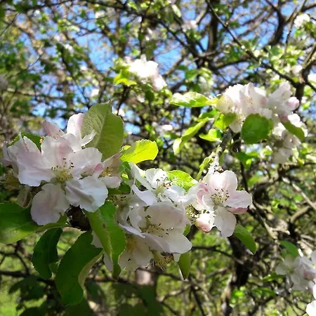 Am Baalstein * Traunkirchen