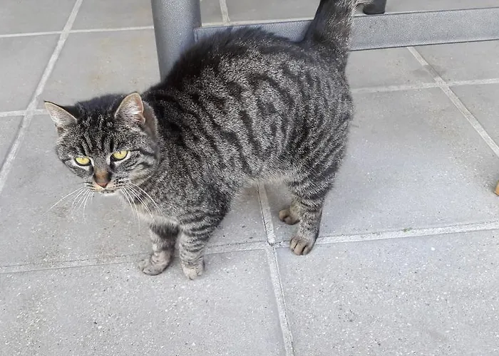 Lejlighed Am Baalstein Traunkirchen